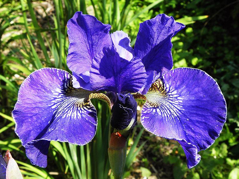Iris Rüschen Plus