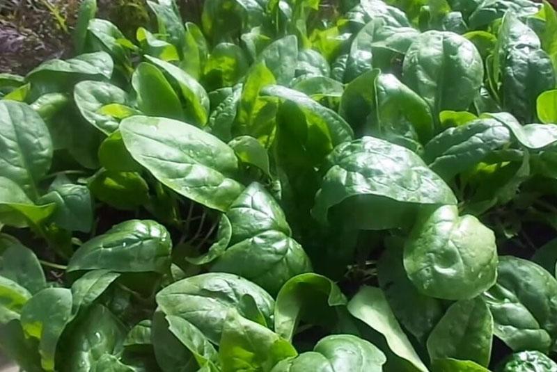 gesunder Spinat im Garten