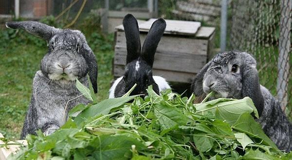 bylinky pro králíky