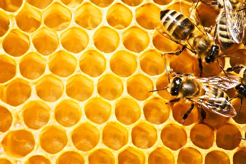 النحل يبني أقراص العسل
