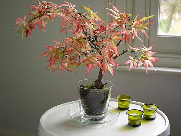 javorový bonsai indoor
