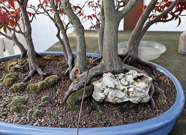 uspořádání bonsai javor