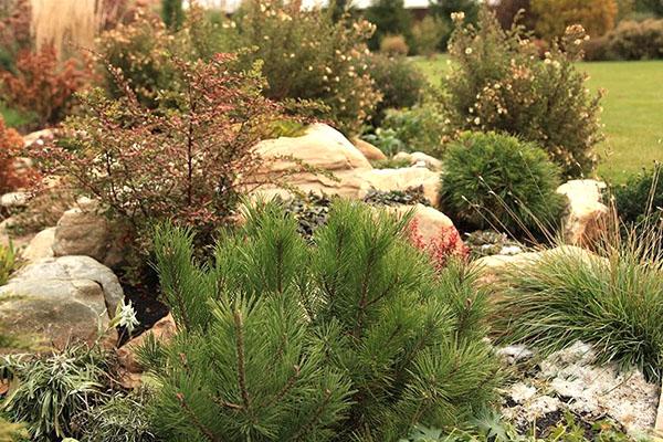 zahradní dekorace - borovice horská