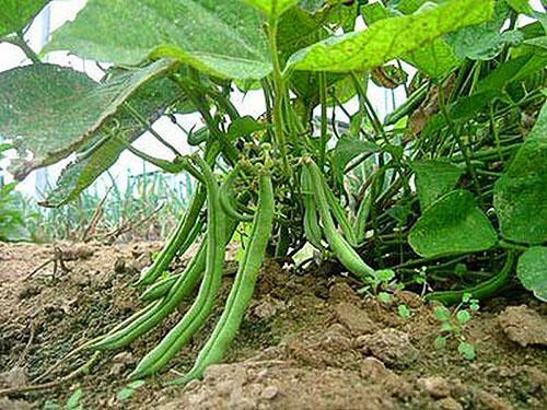 Pěstujeme fazole různých období zrání