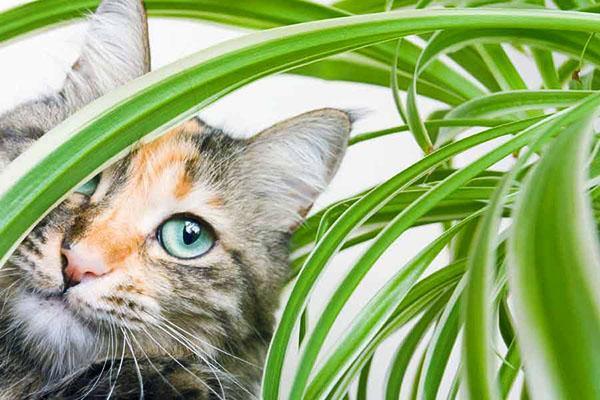 Katzen und Chlorophytum