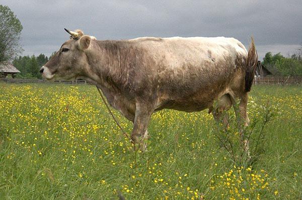 Plemeno krav Kostroma
