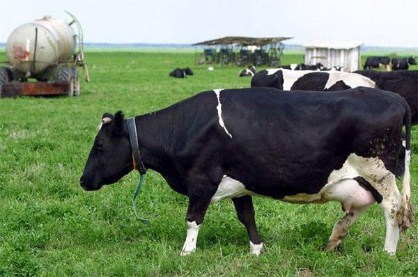 Černo-bílé plemeno krav