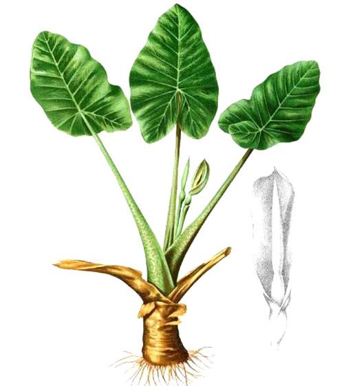 Struktura rostliny