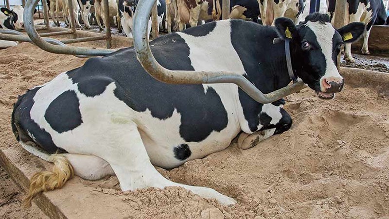Symptome und Behandlung von Ketose bei Kühen
