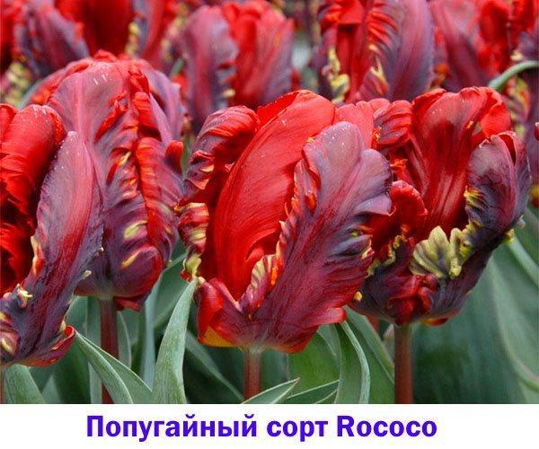 Rococo tulip ، أحد أصناف الببغاء الأولى والأكثر شعبية
