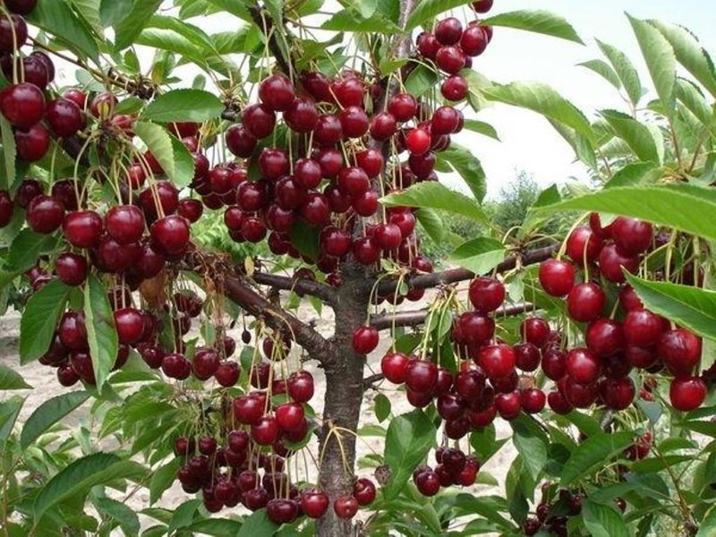 popis odrůdy cherry balaton klady a zápory