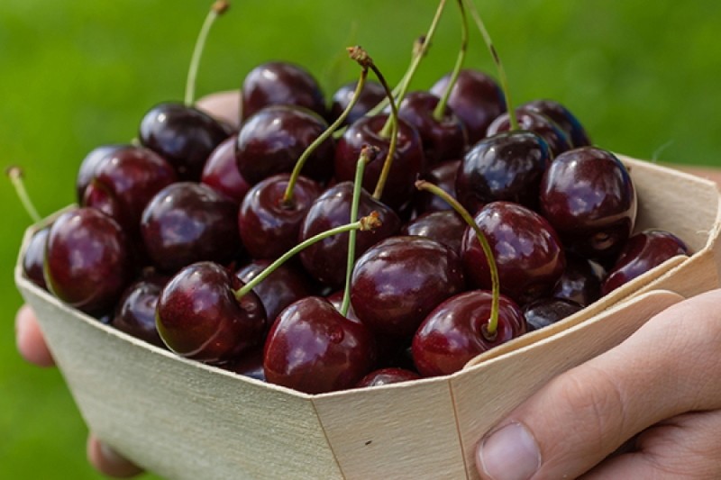 popis odrůdy cherry balaton