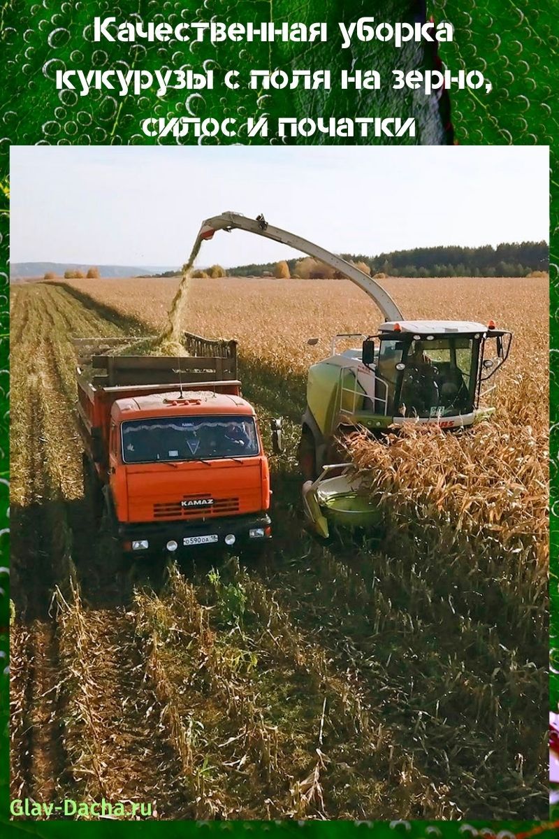 sklizeň kukuřice