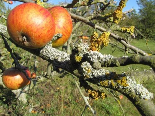 jak se zbavit lišejníků na ovocných stromech