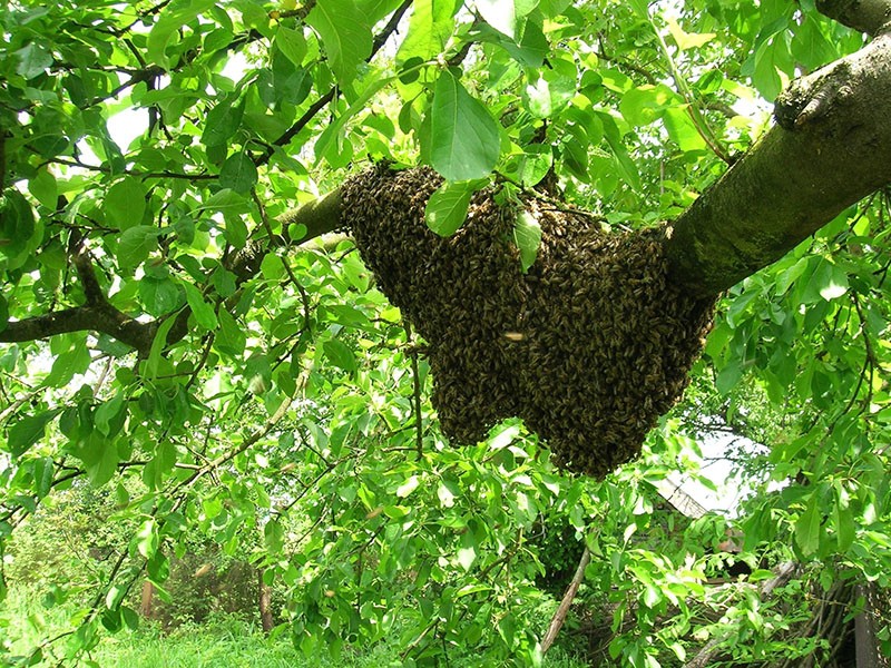 Wildbienen in ihrer natürlichen Umgebung