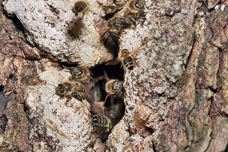 Anordnung des Bienenstocks