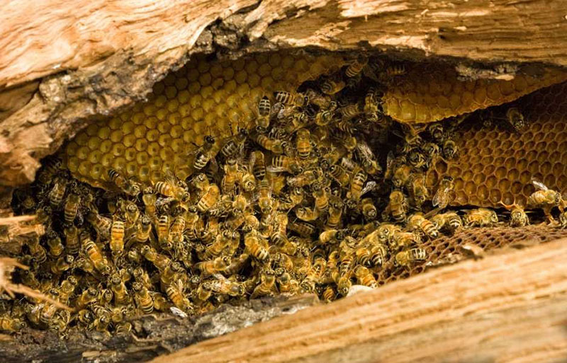 Honig von Wildbienen