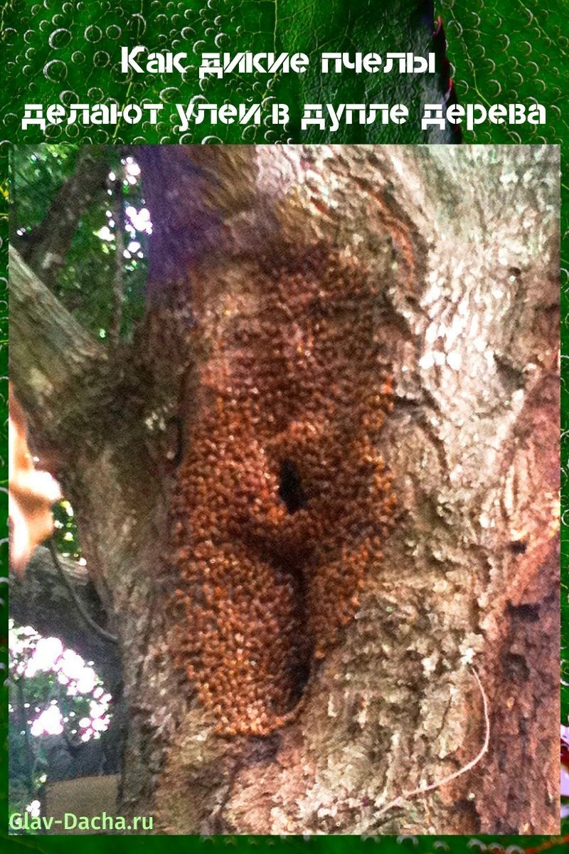 Bienenstock in einer Baumhöhle
