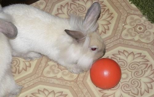أرنب يلعب الكرة