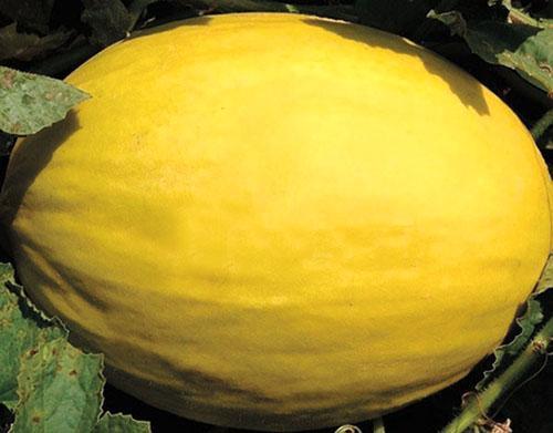 Odrůda Yellow Canary může ležet déle než měsíc