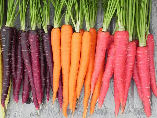 Karotten in verschiedenen Sorten