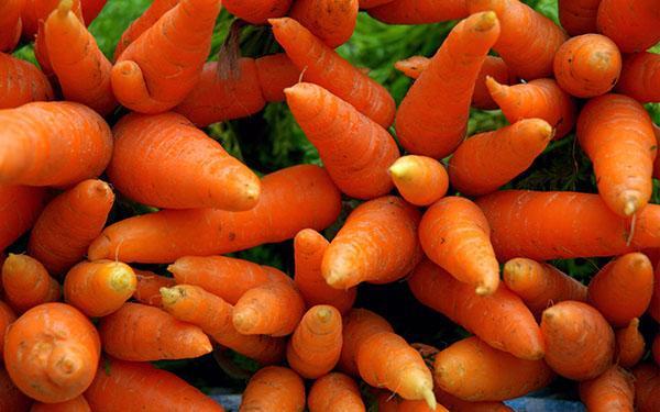 Karotten in der Medizin