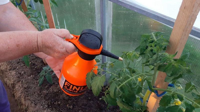 Top-Dressing-Tomate