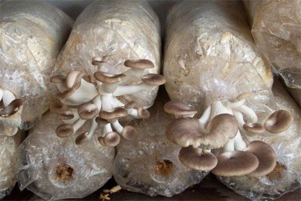 Pilze in Sägemehl wachsen lassen