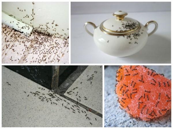 jak se zbavit mravenců v domě
