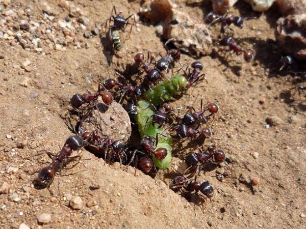 Nutzen und Schaden von Ameisen