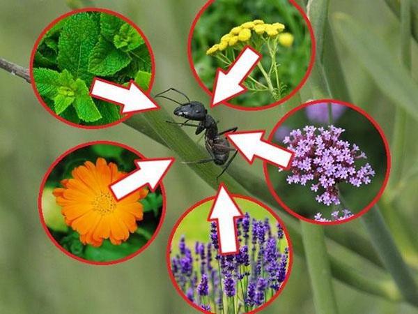 Ameisen abweisende Pflanzen