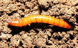 Wireworm v půdě