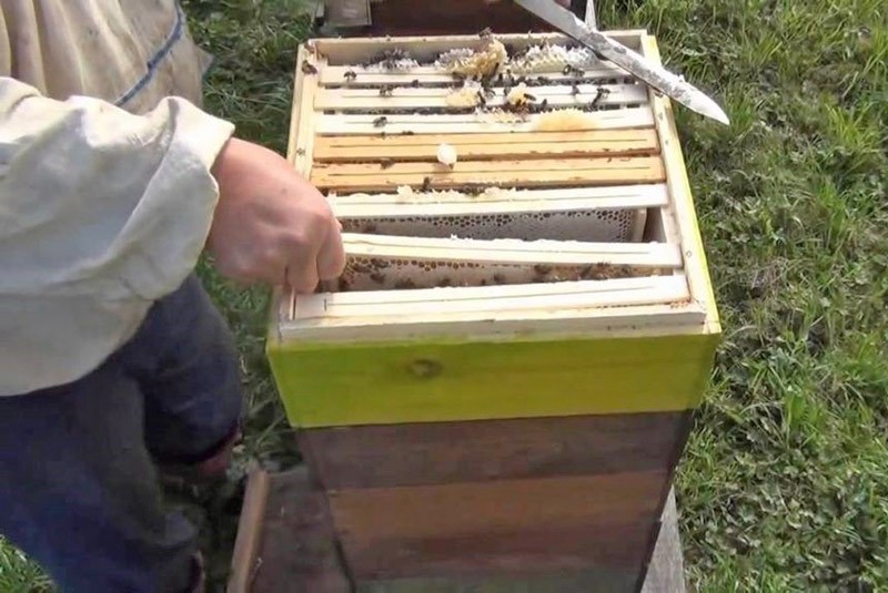 Bienenstockboa in Betrieb