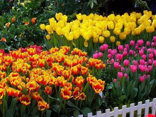 tulipány na záhonu