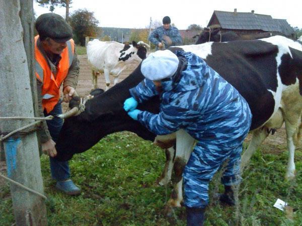 Stanovení burcelózy u krávy