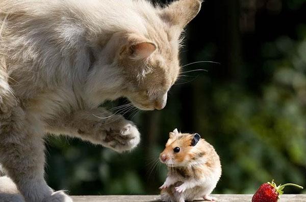 القط مقابل الفئران