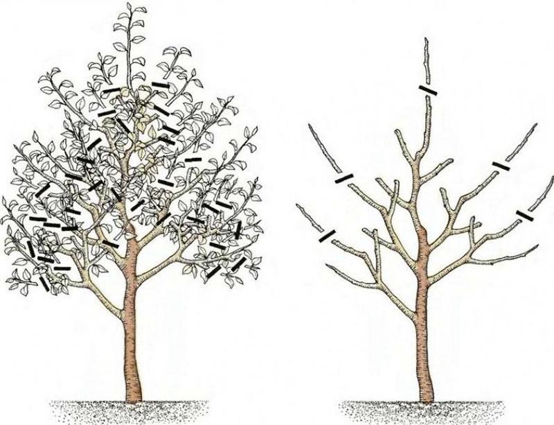 تشكيل تاج الشجرة