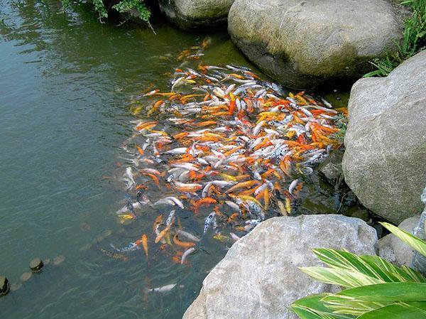 krmení ryb v domácím rybníku