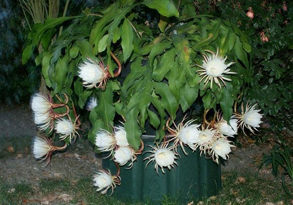 Epiphyllum acuminatous nebo bílé