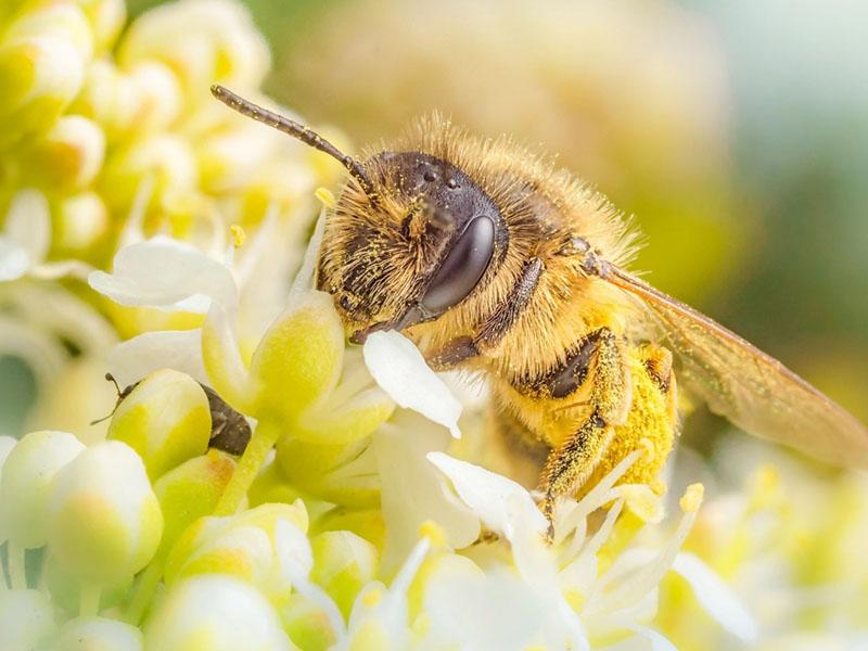 sběr pylu včelami