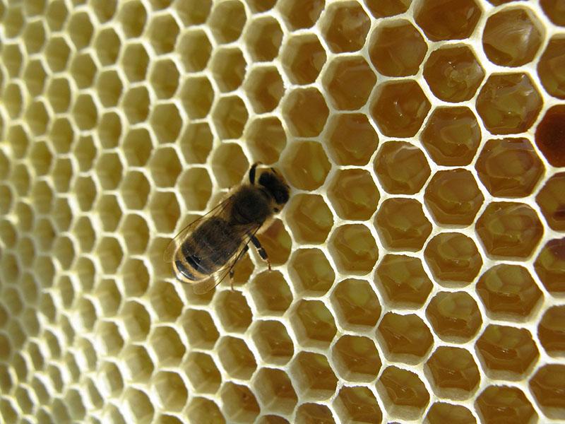 monoflorní med