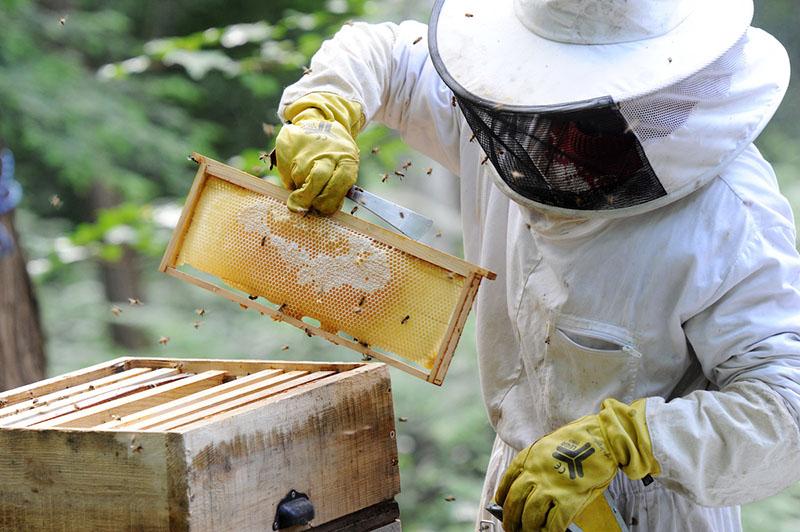 jak získáte bílý med ve včelíně