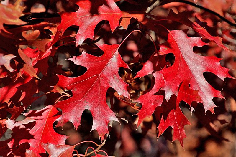 لون أوراق الشجر في الخريف