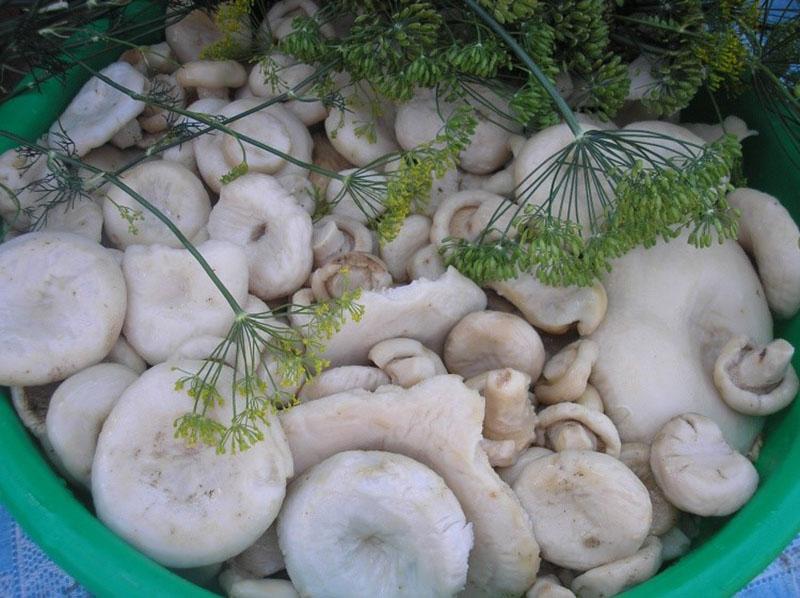 Trockensalzen von Pilzen