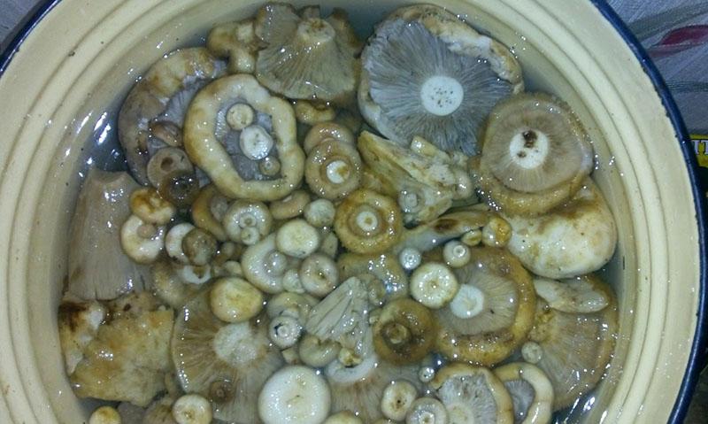 Pilze in Salzwasser einweichen