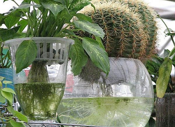 pokojové rostliny v hydroponii