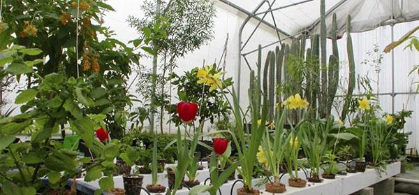 hydroponie pro pěstování květin