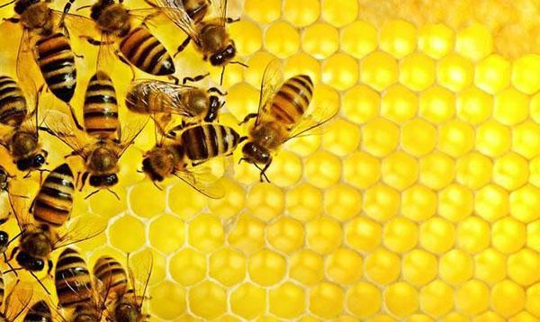 Bienen legen Honig