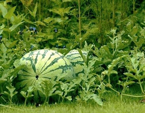Wassermelonen in den Gartenbeeten