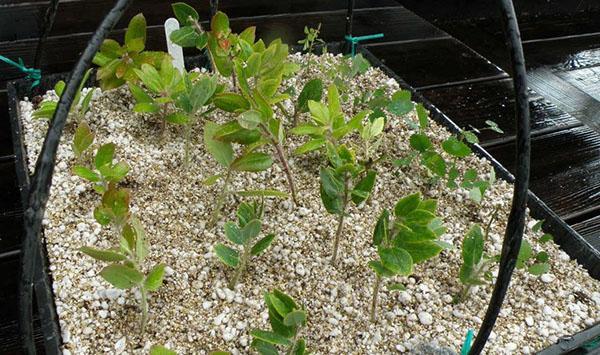 Bewurzelung von Stecklingen in Vermiculit